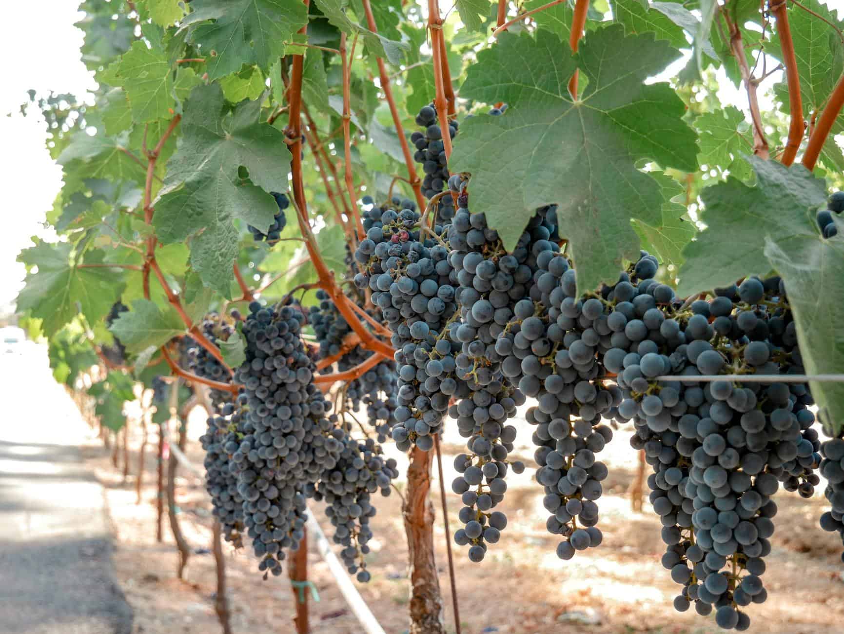 Vineyards in Napa Valley California visited during a Pacific Coast cruise stop