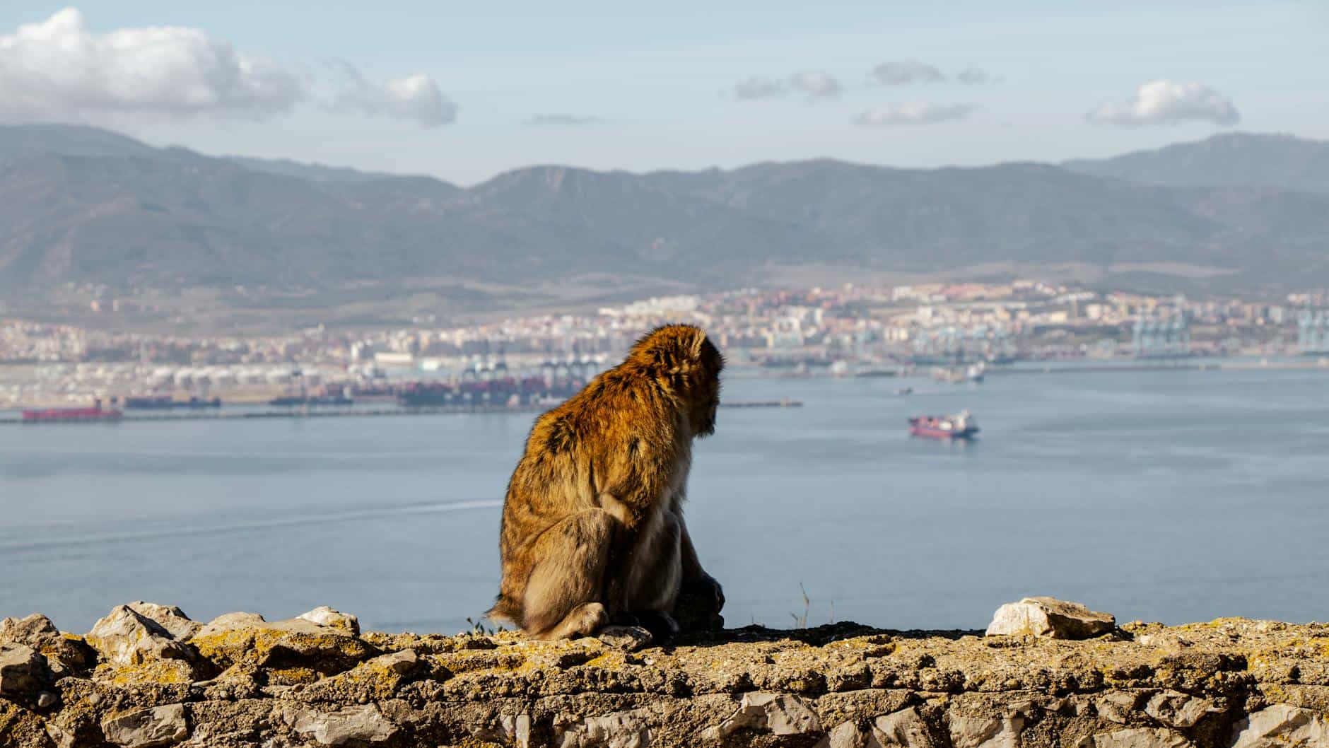 Wild Barbary macaque sitting on the Rock of Gibraltar overlooking the scenic bay and cruise port.