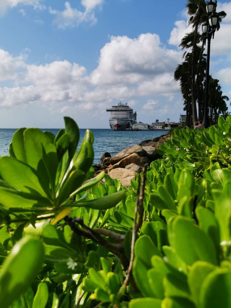 a cruise ship near the shore seen from behind a beach cabbage plant