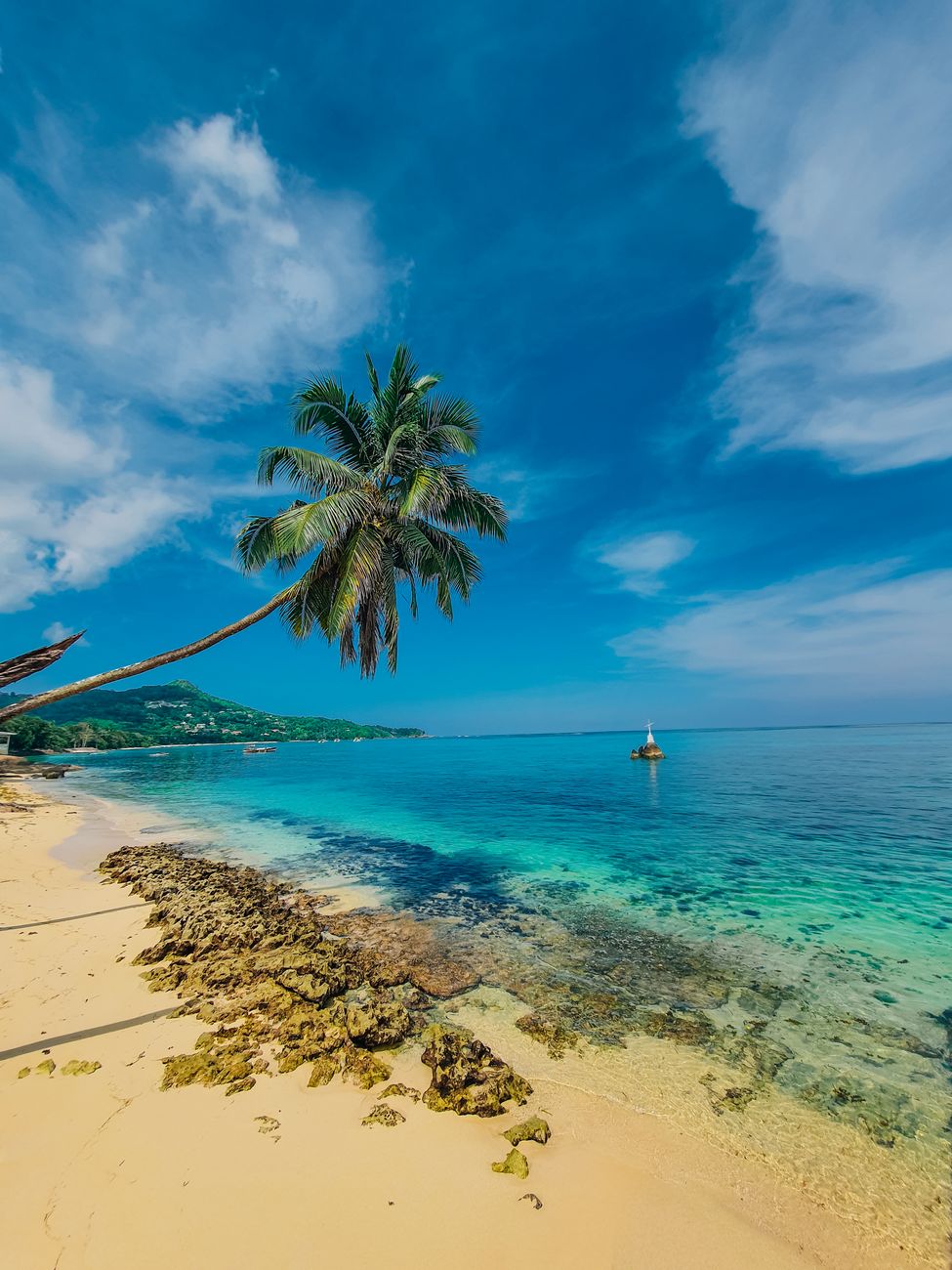 a coconut tree on the beach
